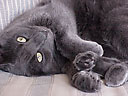 feet