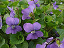 violets