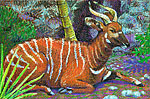 bongo